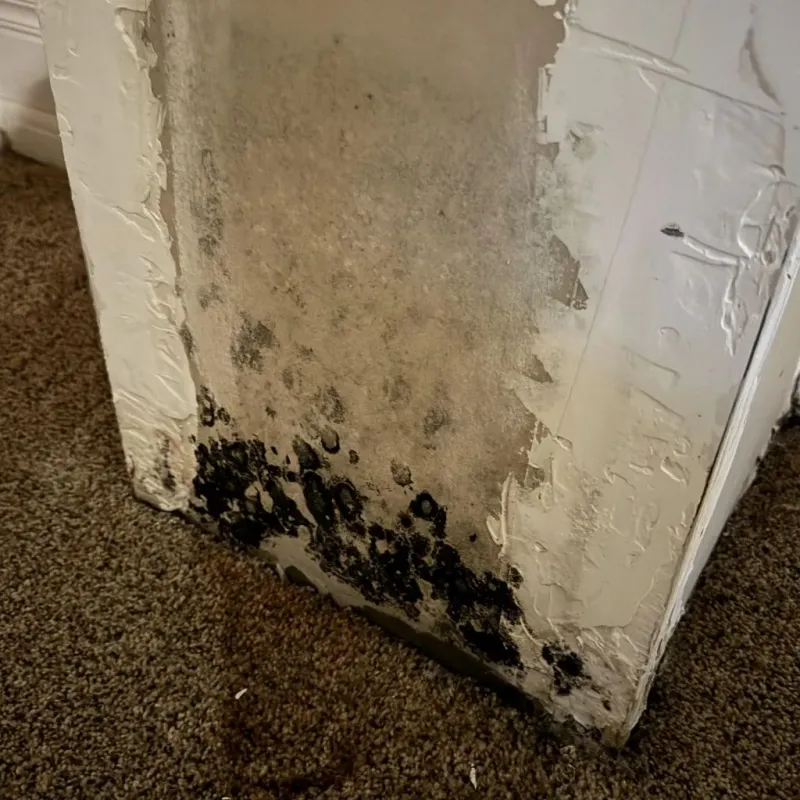 Professional Mold Removal in Edwardsville, PA